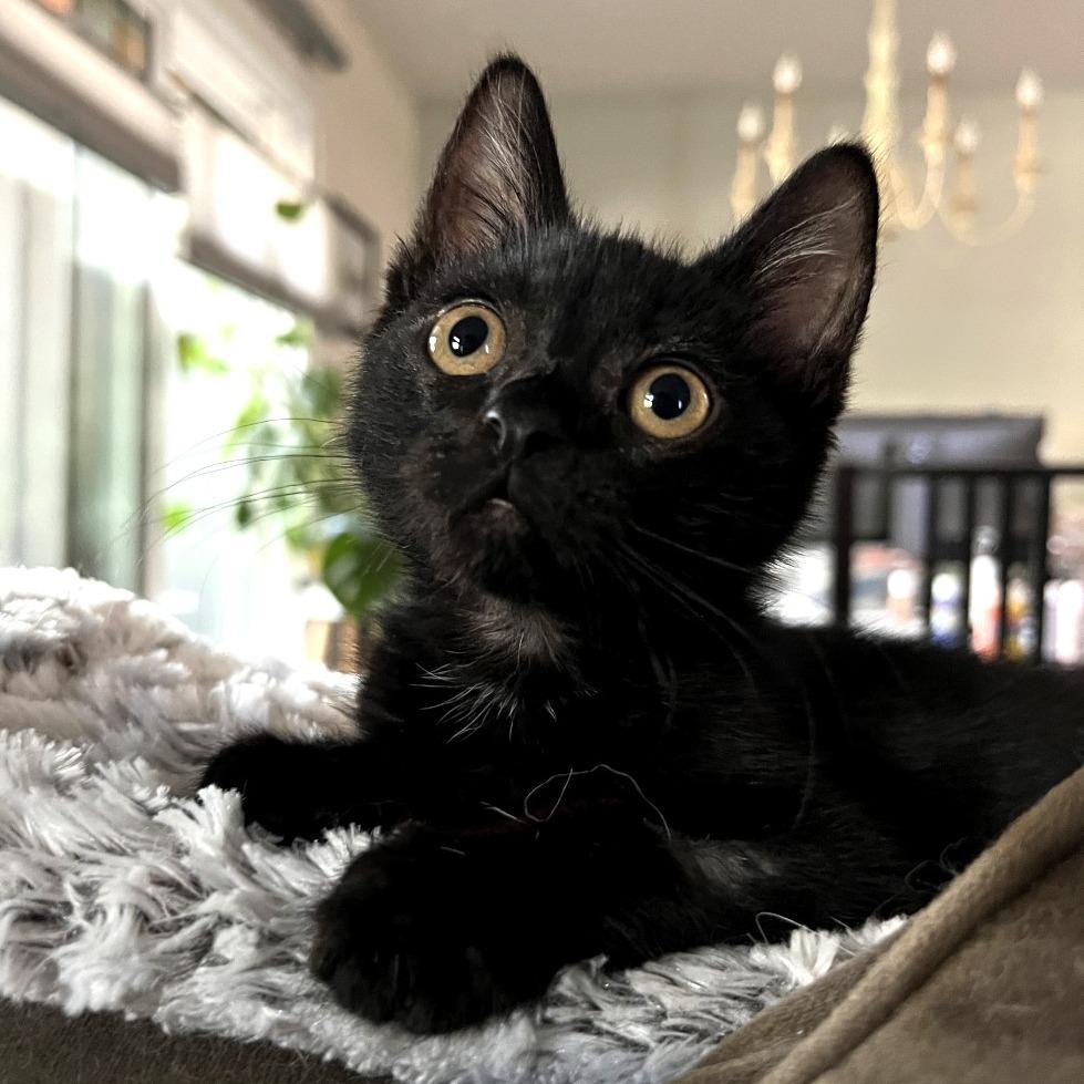 Enlarge Sugar Lump, a Adoptable Domestic Short Hair in Morgan Hill, CA image 2/5