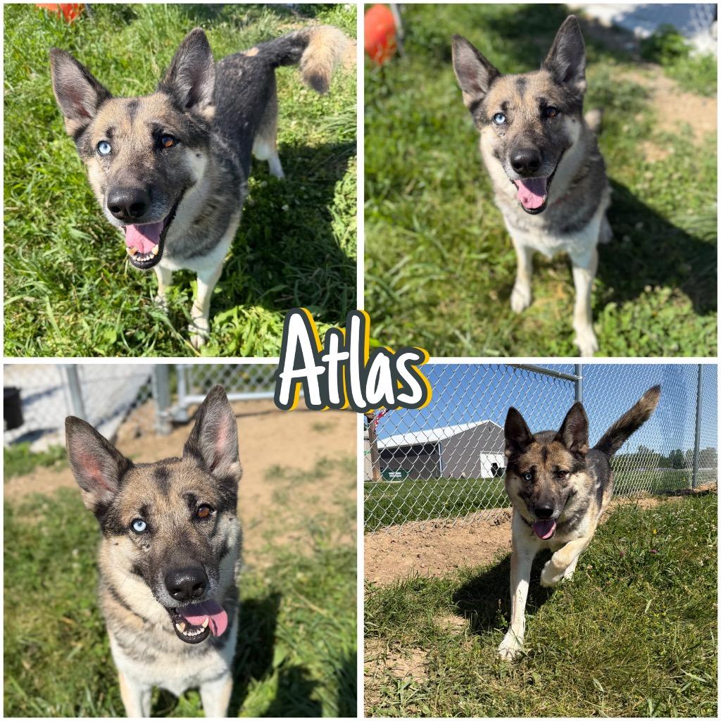 Enlarge Atlas - Long Term Resident, a Adoptable mixed breed in Pierceton, IN image 1/6