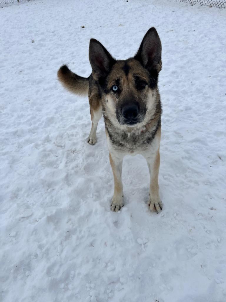 Atlas, Adoptable, Adult Male Husky & German Shepherd Dog.