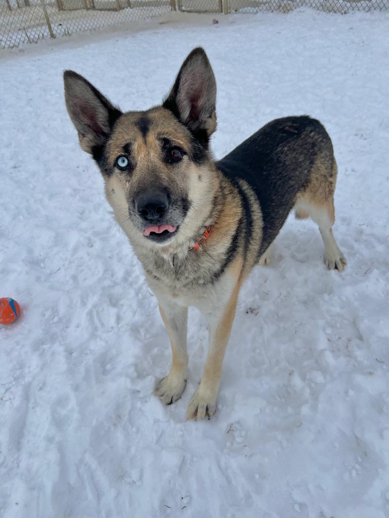 Enlarge Atlas, a Adoptable mixed breed in Pierceton, IN image 2/6