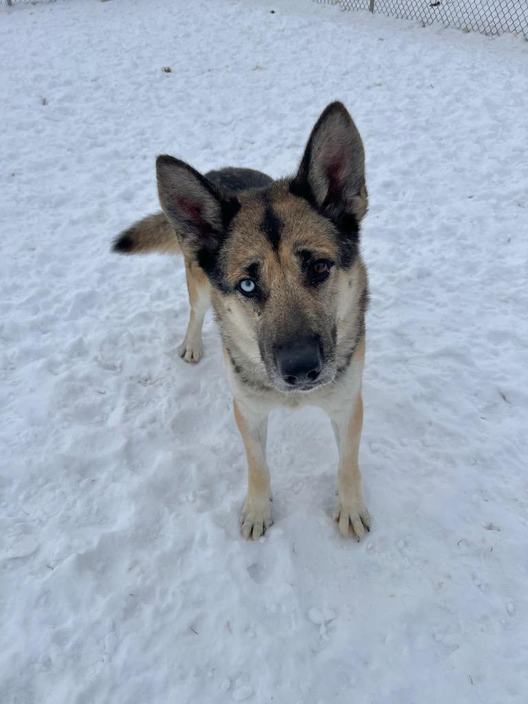 Enlarge Atlas, a Adoptable mixed breed in Pierceton, IN image 3/6