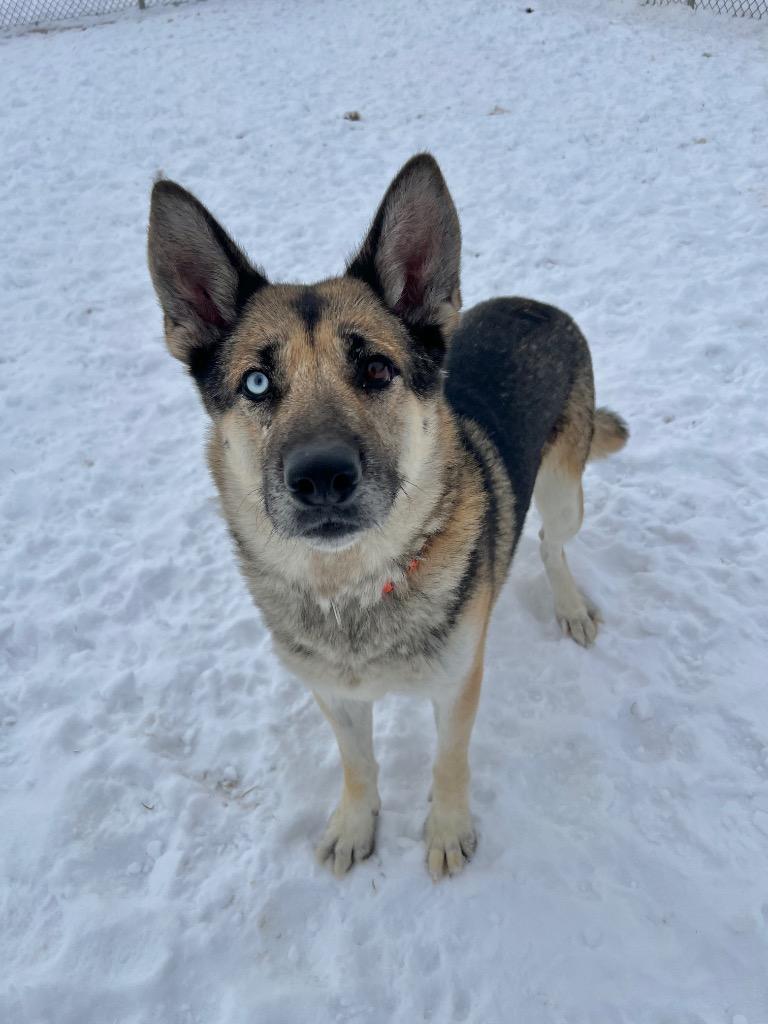 Enlarge Atlas, a Adoptable mixed breed in Pierceton, IN image 4/6