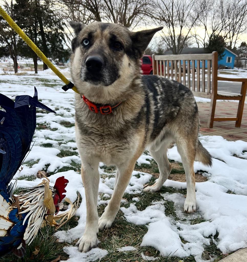 Enlarge Atlas, a Adoptable mixed breed in Pierceton, IN image 5/6