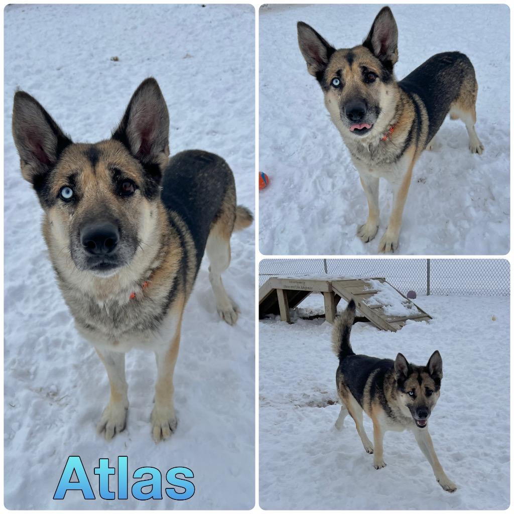 Enlarge Atlas, a Adoptable mixed breed in Pierceton, IN image 6/6