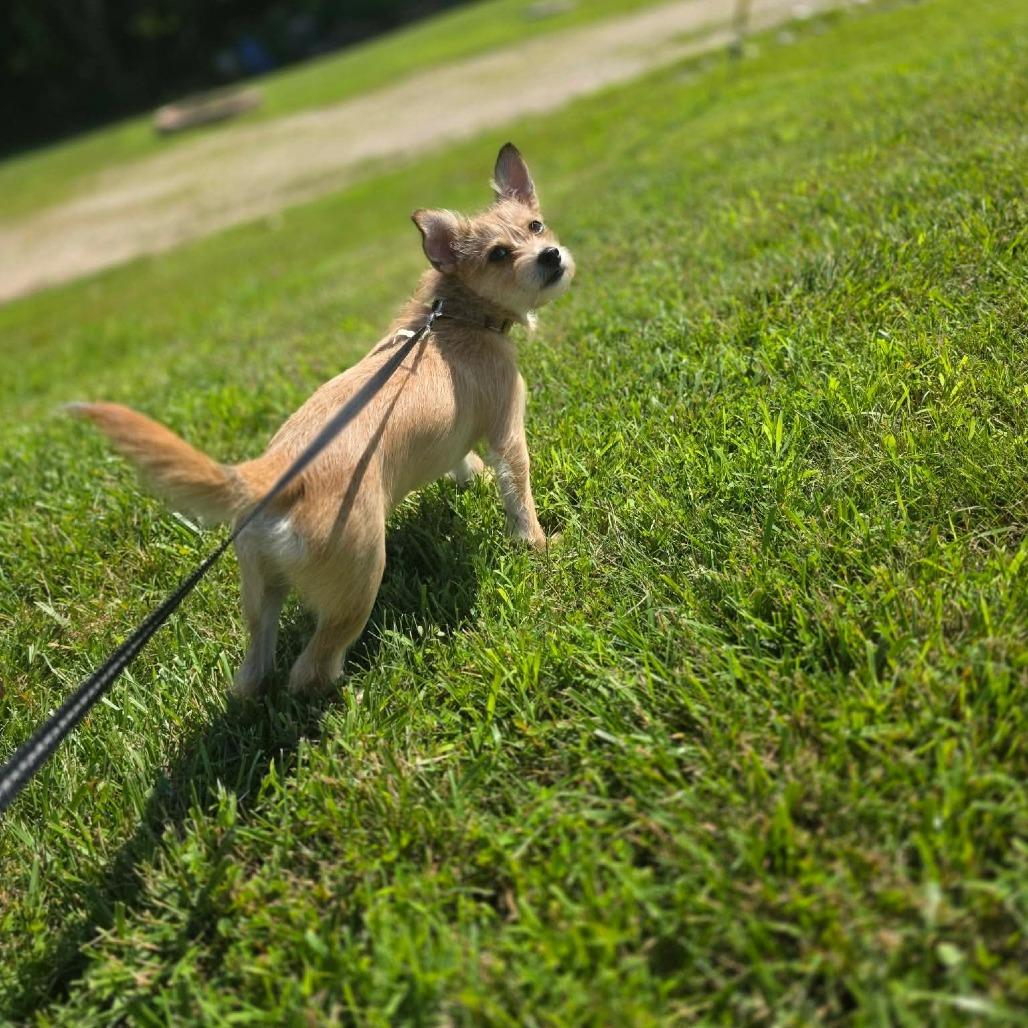 Enlarge Chopper, a Adoptable mixed breed in Jackson, MO image 1/4