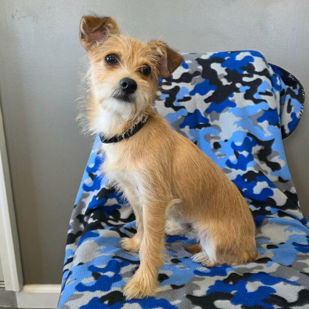 Enlarge Chopper, a Adoptable mixed breed in Jackson, MO image 2/4