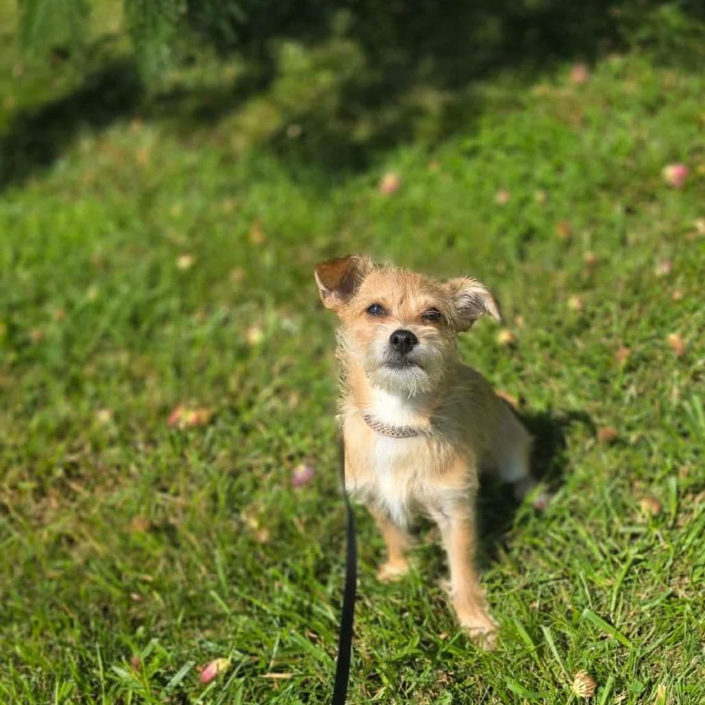 Enlarge Chopper, a Adoptable mixed breed in Jackson, MO image 3/4