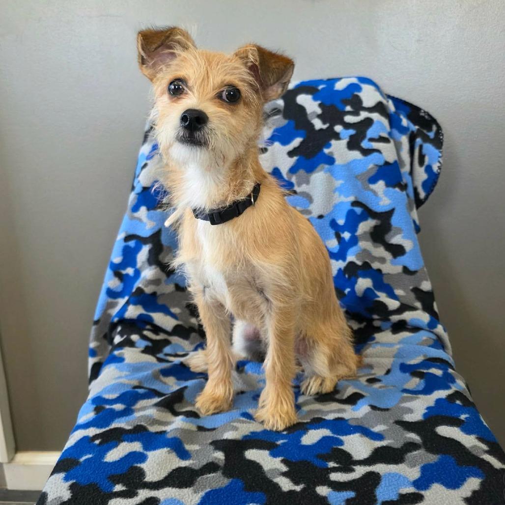 Enlarge Chopper, a Adoptable mixed breed in Jackson, MO image 4/4