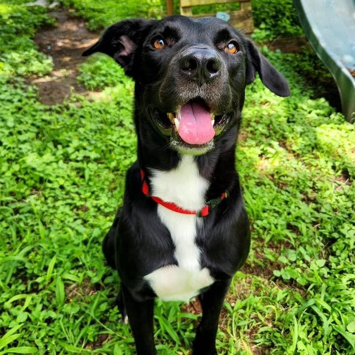 Willy, Adoptable, Adult Male Black Labrador Retriever & Mixed Breed.