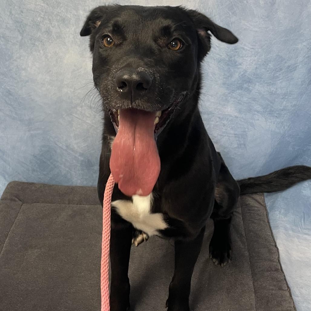 Willy, a Adoptable mixed breed in Buchanan Dam, TX image 2/3