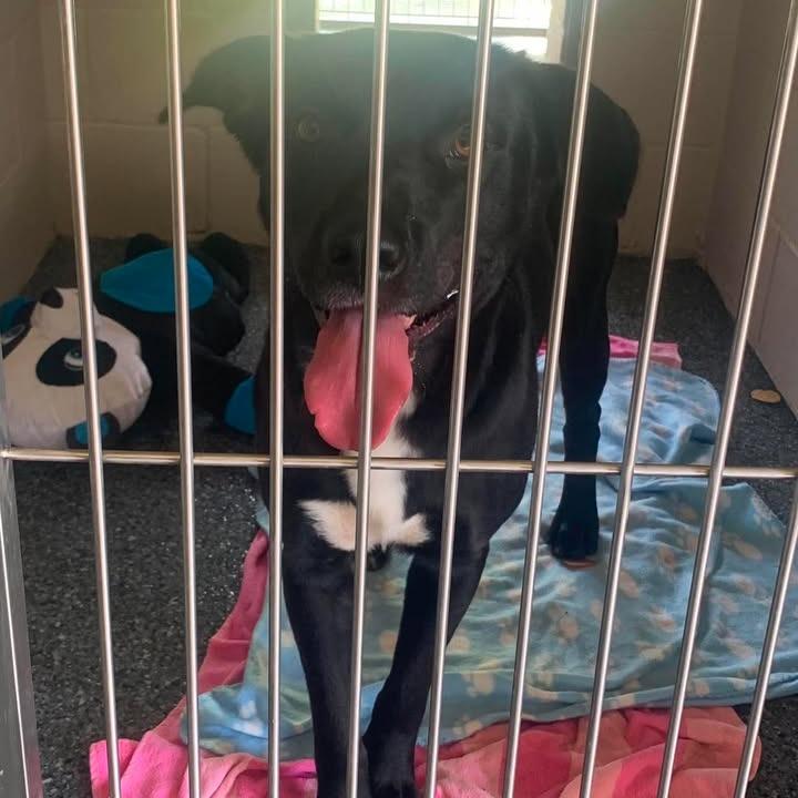 Willy, a Adoptable mixed breed in Buchanan Dam, TX image 3/3