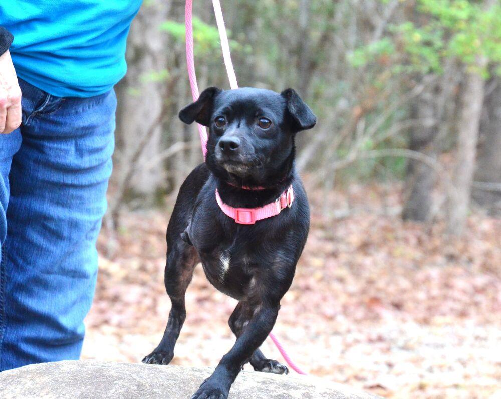 Sugar, Adoptable, Adult Female Chihuahua & Terrier.