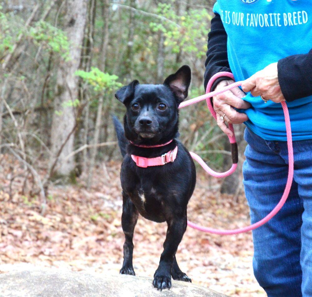 Enlarge Sugar, a Adoptable mixed breed in Willingboro, NJ image 2/6