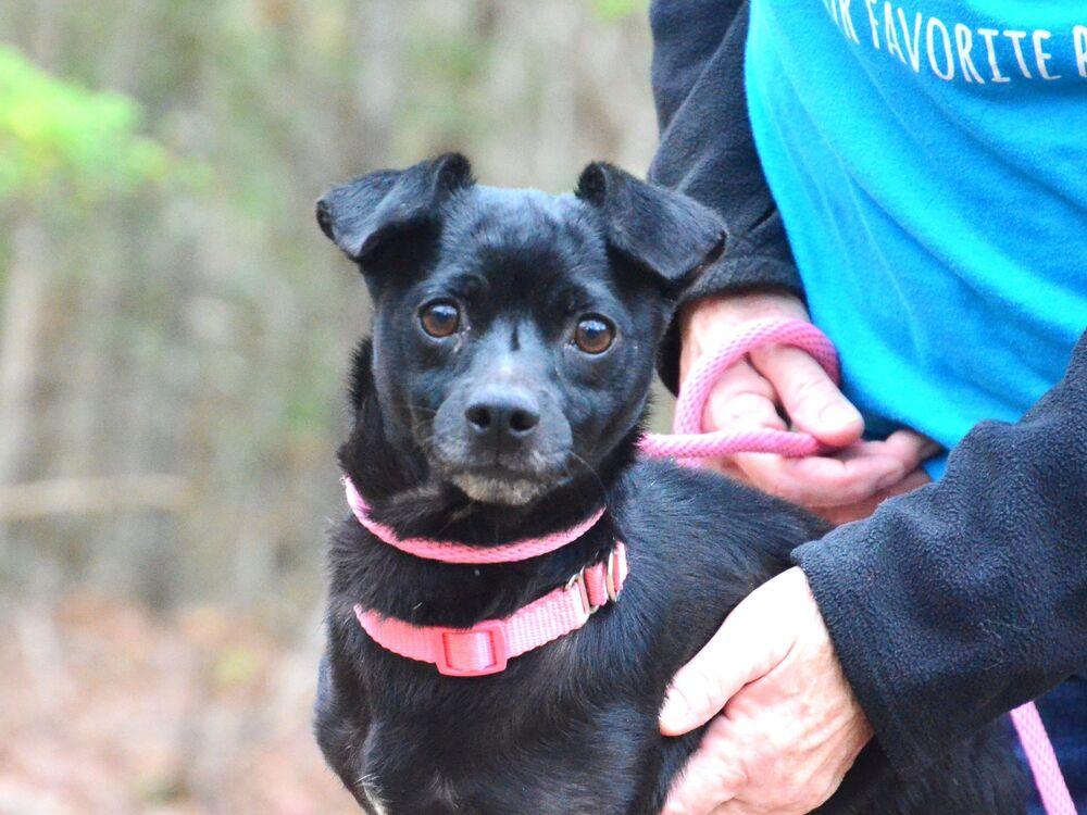 Enlarge Sugar, a Adoptable mixed breed in Willingboro, NJ image 3/6