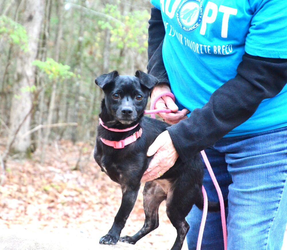Enlarge Sugar, a Adoptable mixed breed in Willingboro, NJ image 4/6