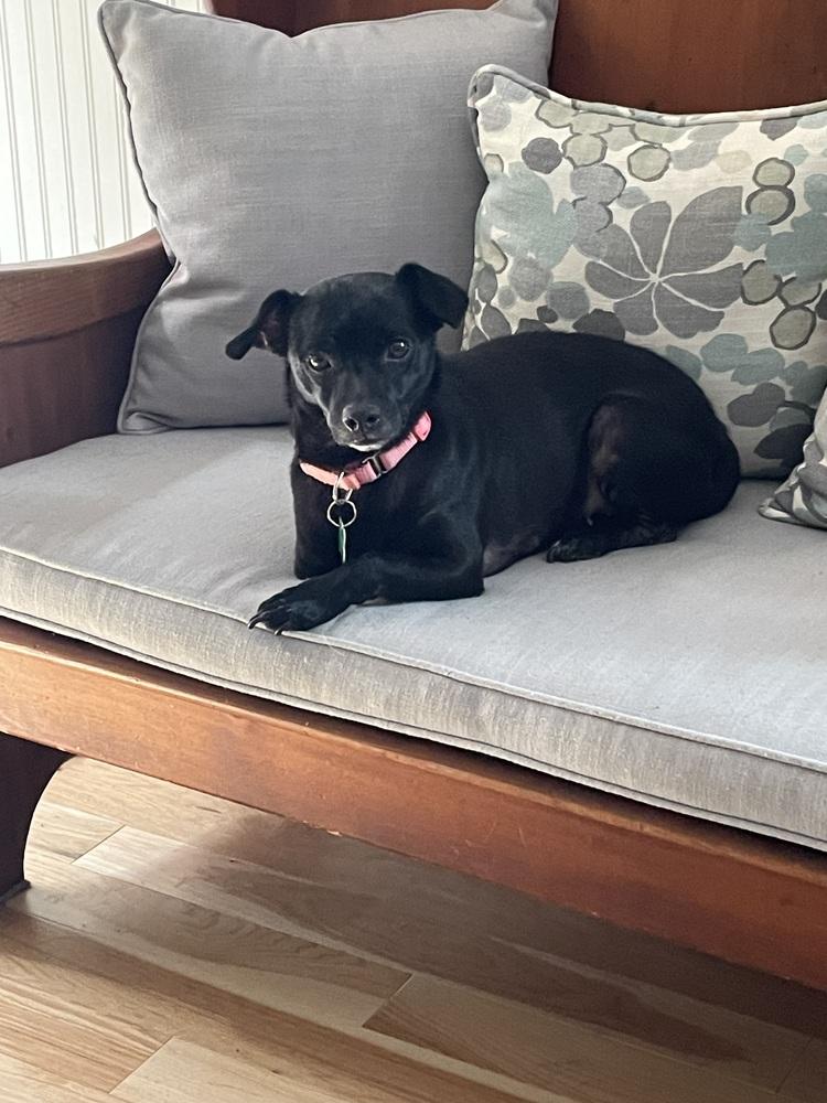 Enlarge Sugar, a Adoptable mixed breed in Willingboro, NJ image 5/6