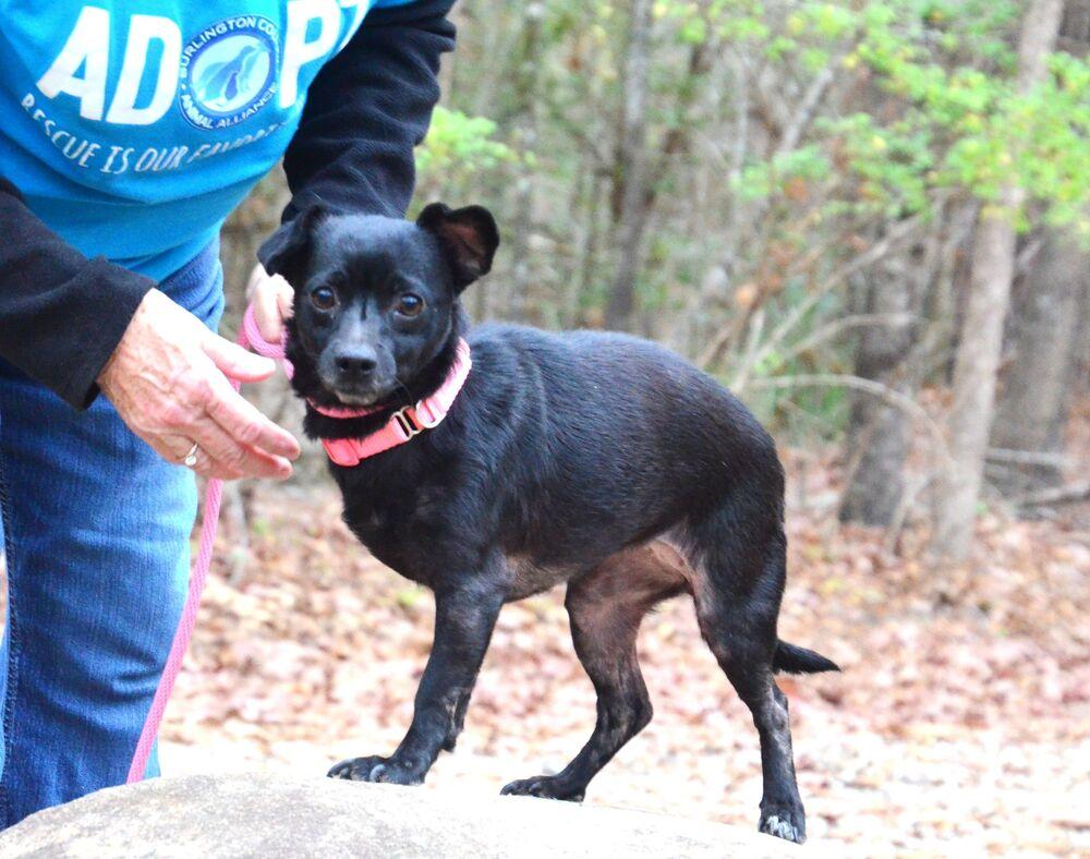Enlarge Sugar, a Adoptable mixed breed in Willingboro, NJ image 6/6