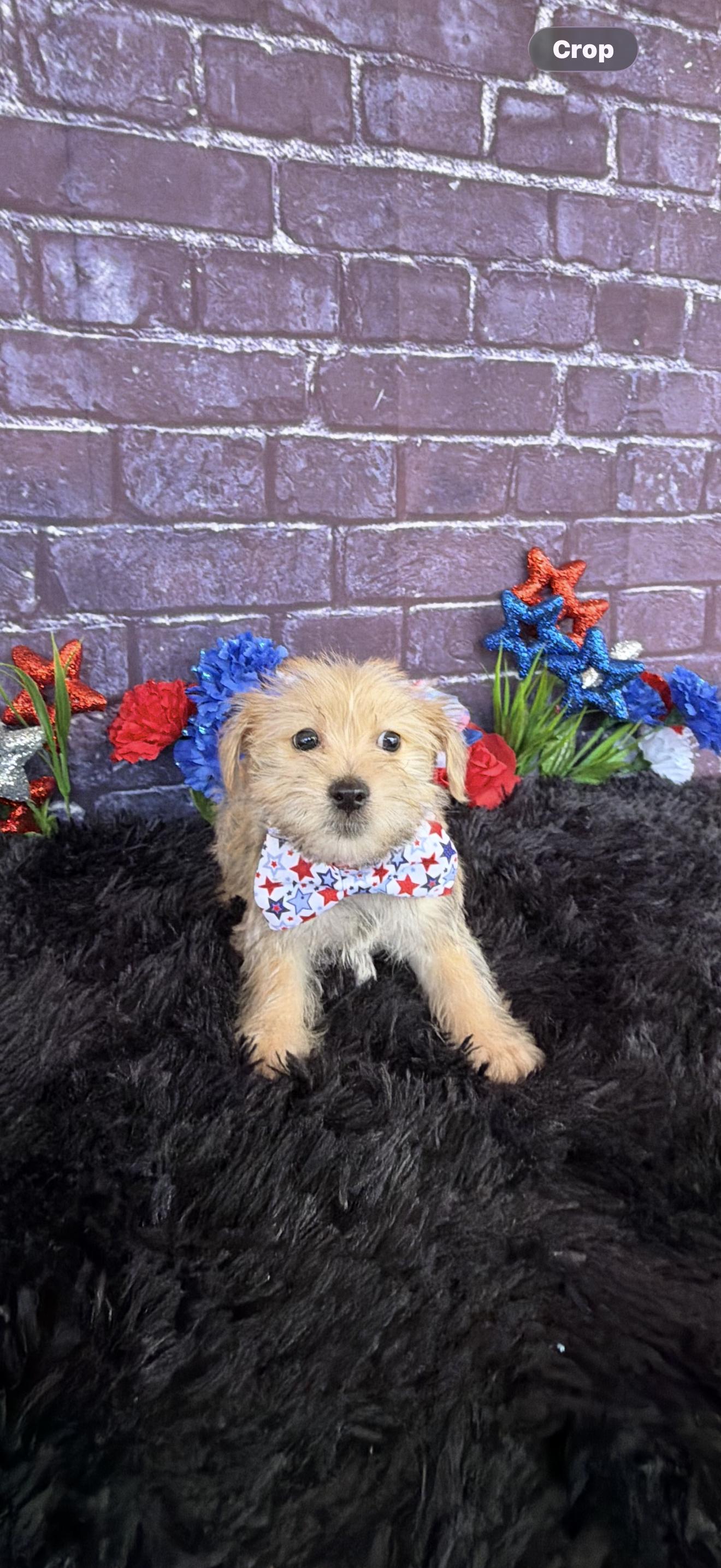 Butters, adopted, Puppy Male Havanese & Yorkshire Terrier.