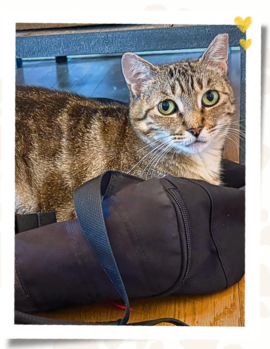 Liesel, a ADOPTABLE Domestic Short Hair in Jersey City, NJ image 2/6