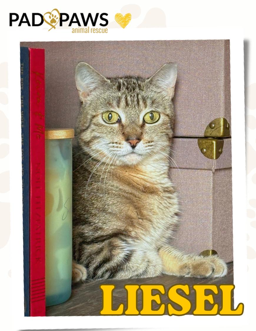 Liesel, a ADOPTABLE Domestic Short Hair in Jersey City, NJ image 1/6