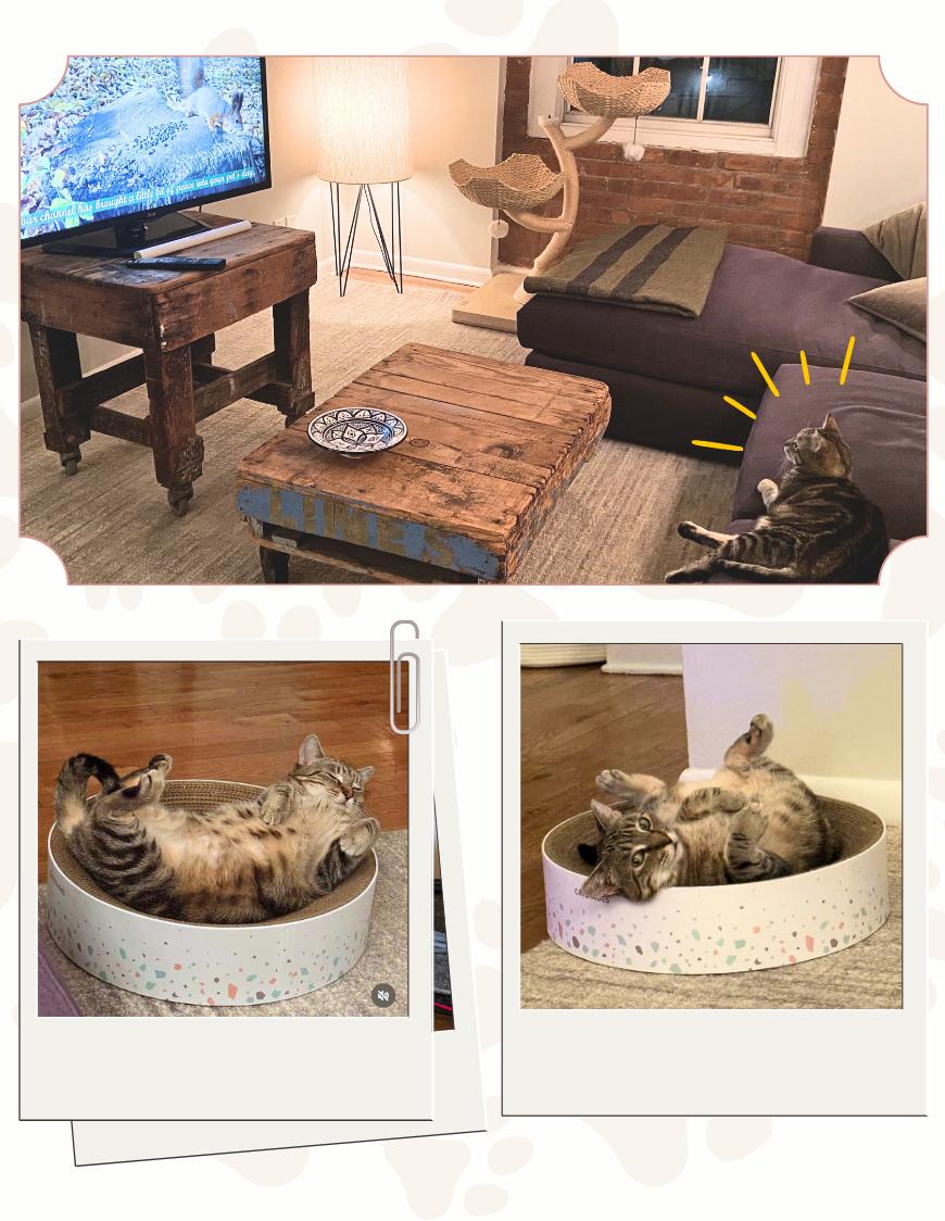 Liesel, a ADOPTABLE Domestic Short Hair in Jersey City, NJ image 5/6