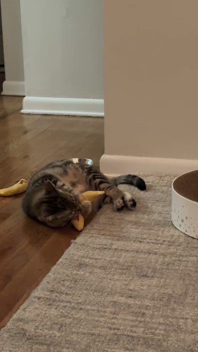 Enlarge Liesel, a ADOPTABLE Domestic Short Hair in Jersey City, NJ video 6/6
