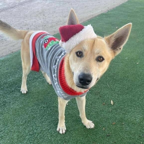 Waffles the Sunlit Sweetheart — thumbnail 3