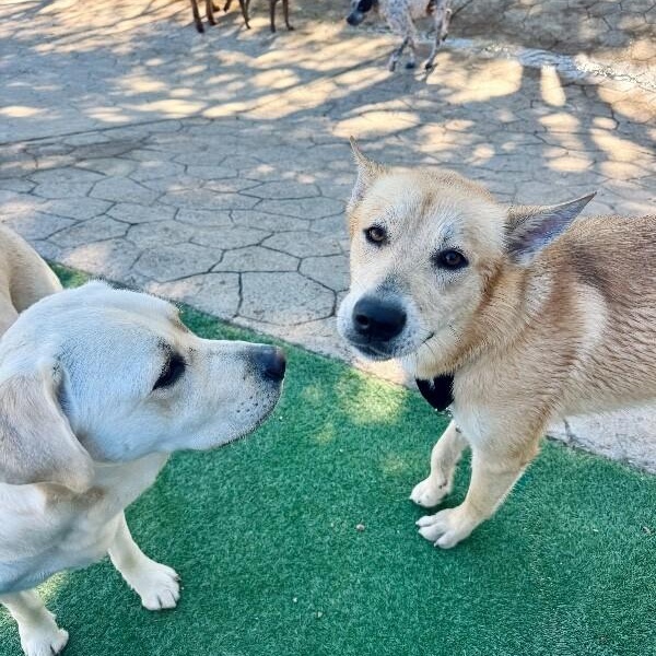 Waffles the Sunlit Sweetheart — thumbnail 5