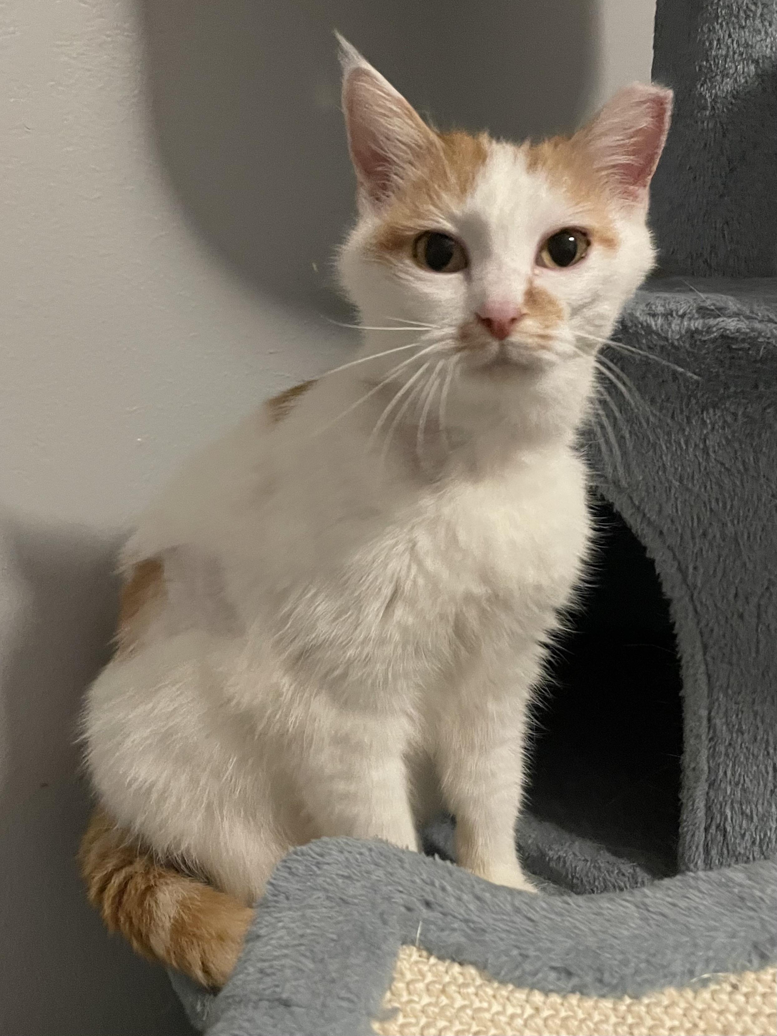 Enlarge Fairen, a Adoptable Domestic Short Hair in Denver, CO image 2/6