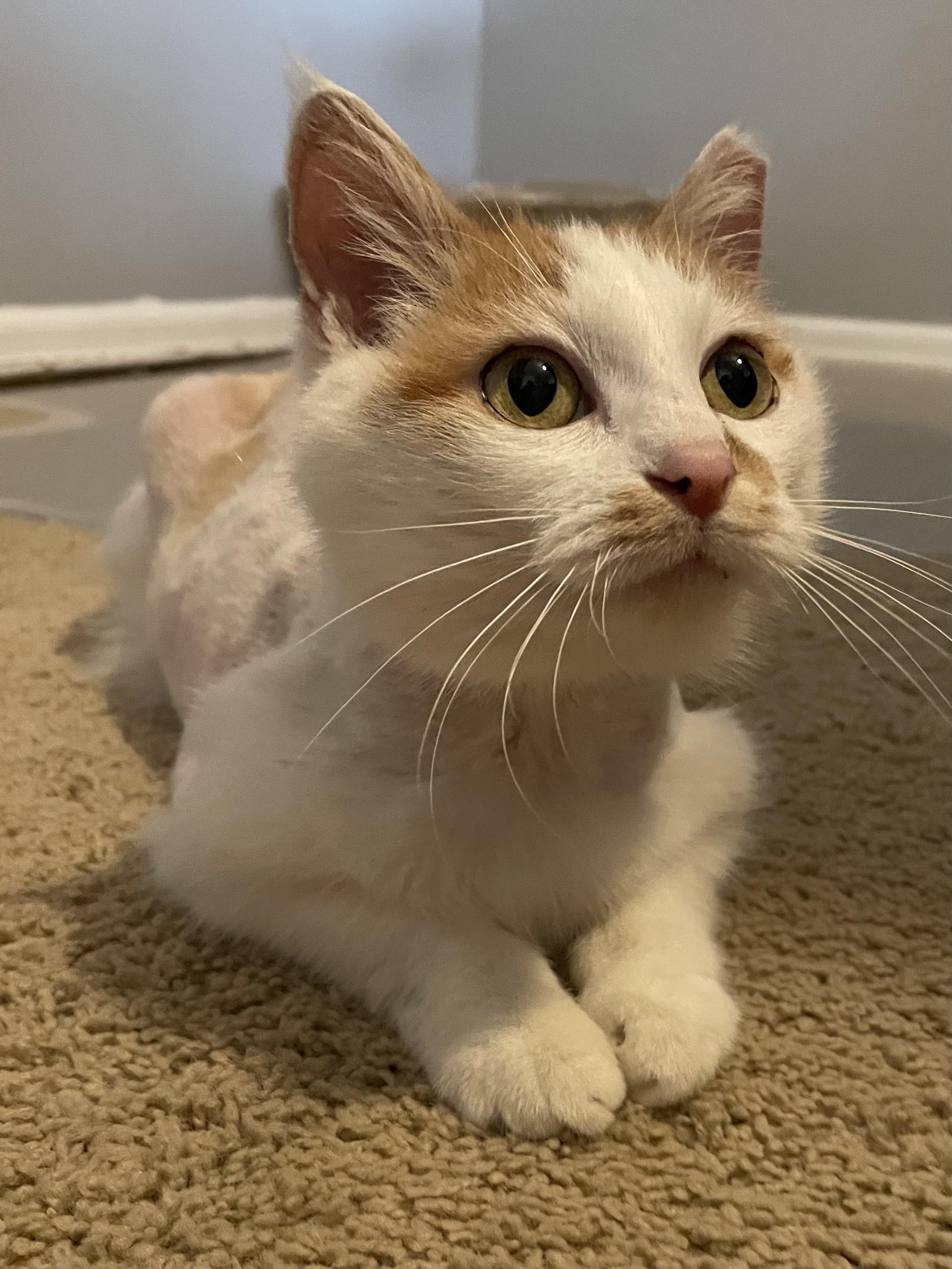Enlarge Fairen, a Adoptable Domestic Short Hair in Denver, CO image 5/6