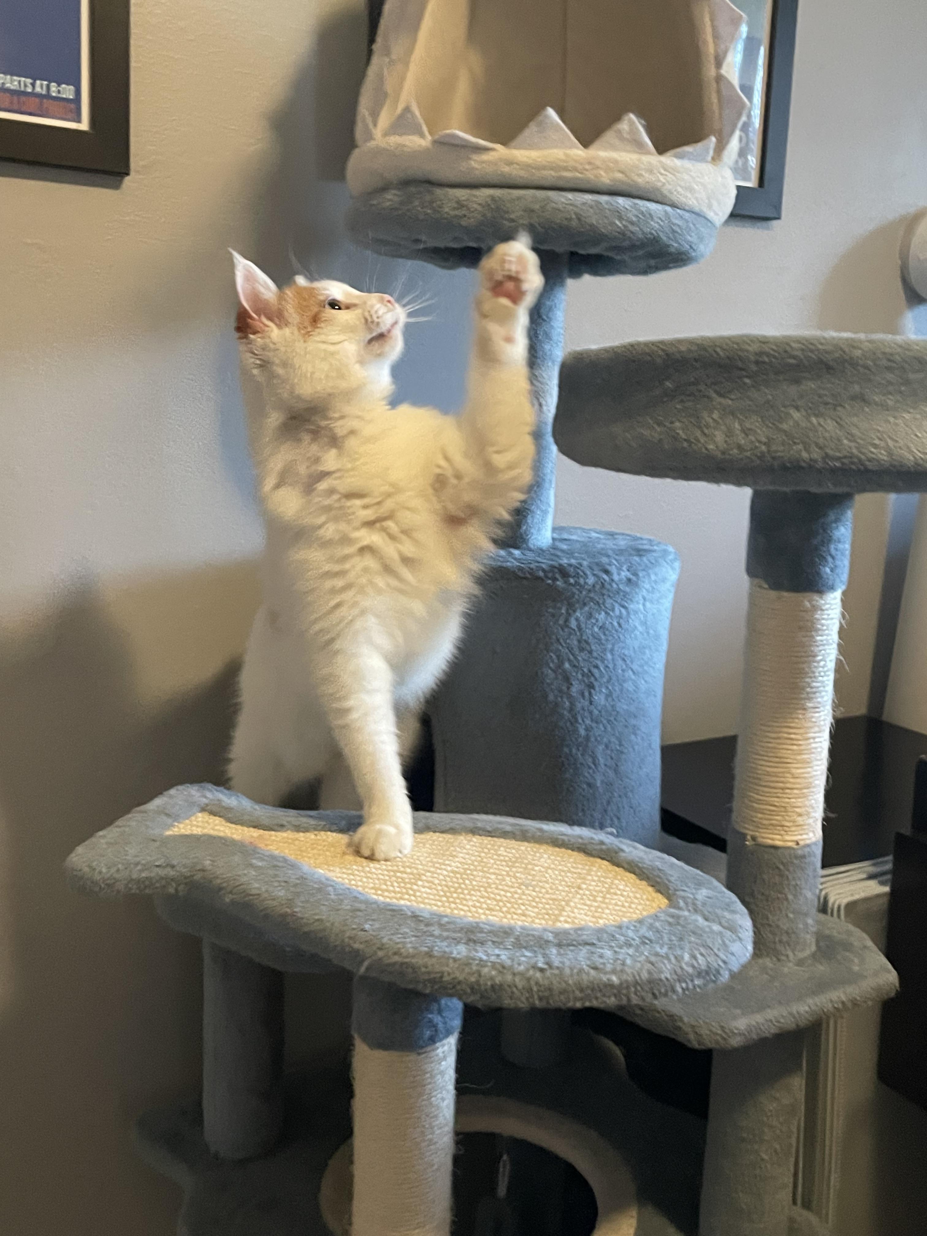 Enlarge Fairen, a Adoptable Domestic Short Hair in Denver, CO image 4/6