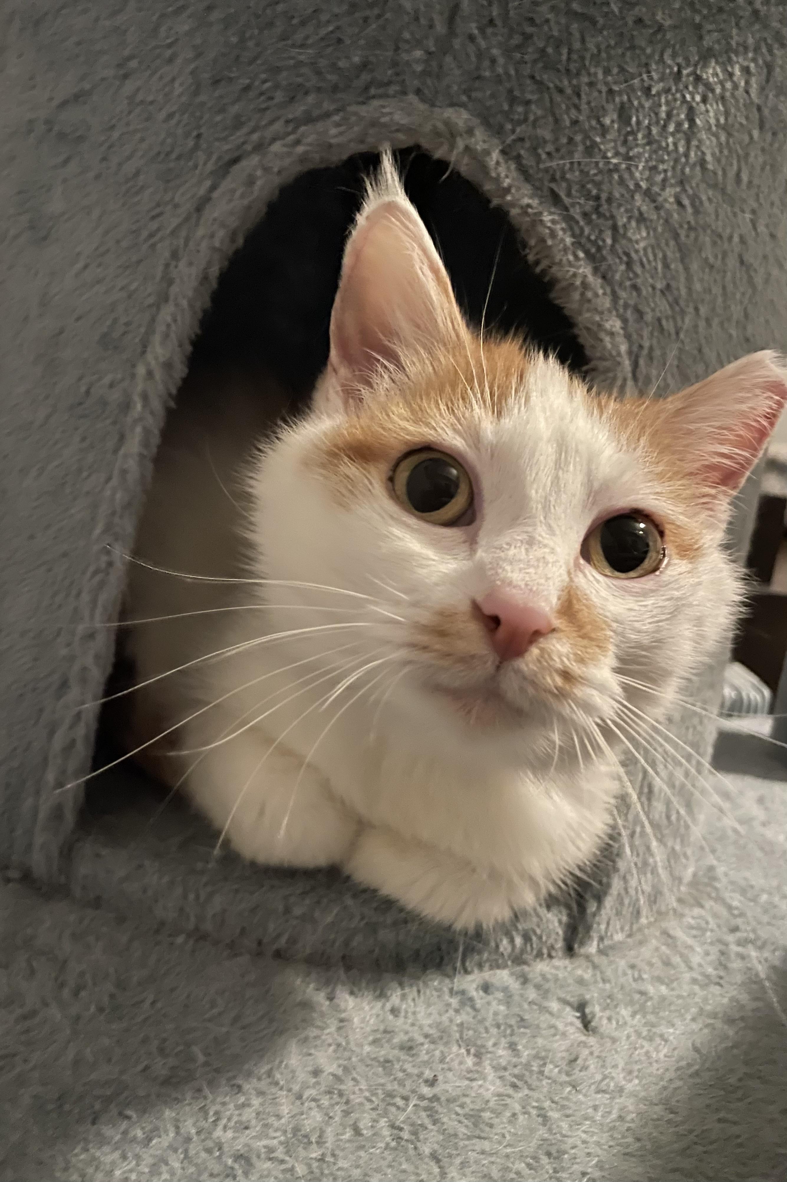 Fairen, Adoptable, Adult Female Domestic Short Hair.