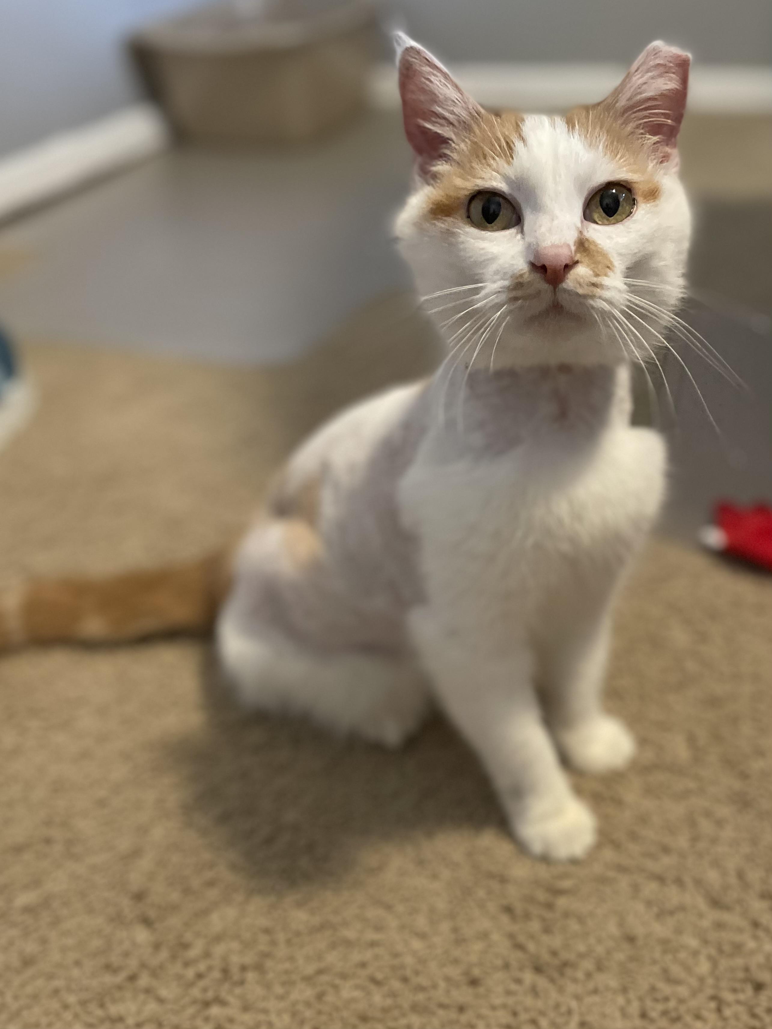 Enlarge Fairen, a Adoptable Domestic Short Hair in Denver, CO image 6/6