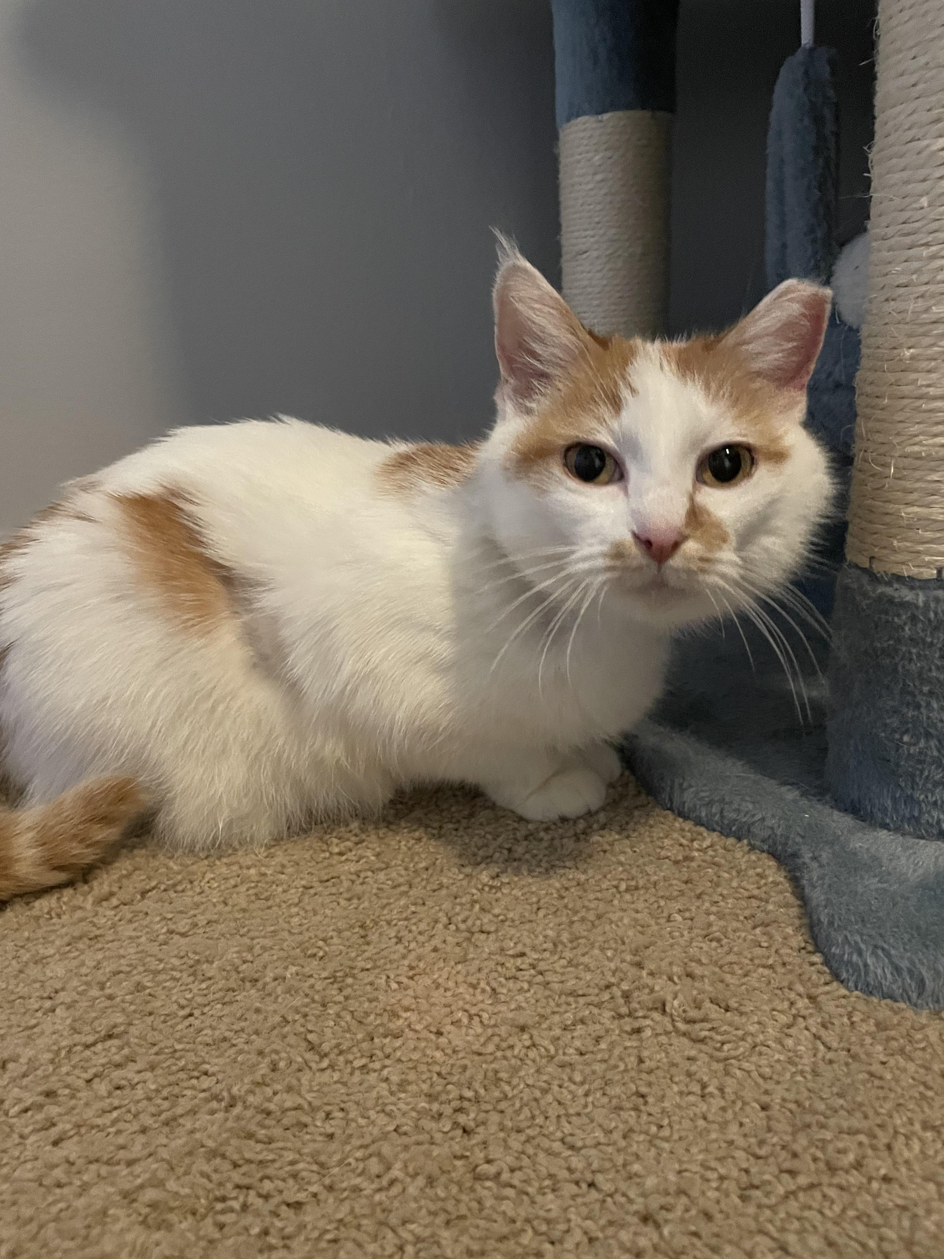 Enlarge Fairen, a Adoptable Domestic Short Hair in Denver, CO image 3/6