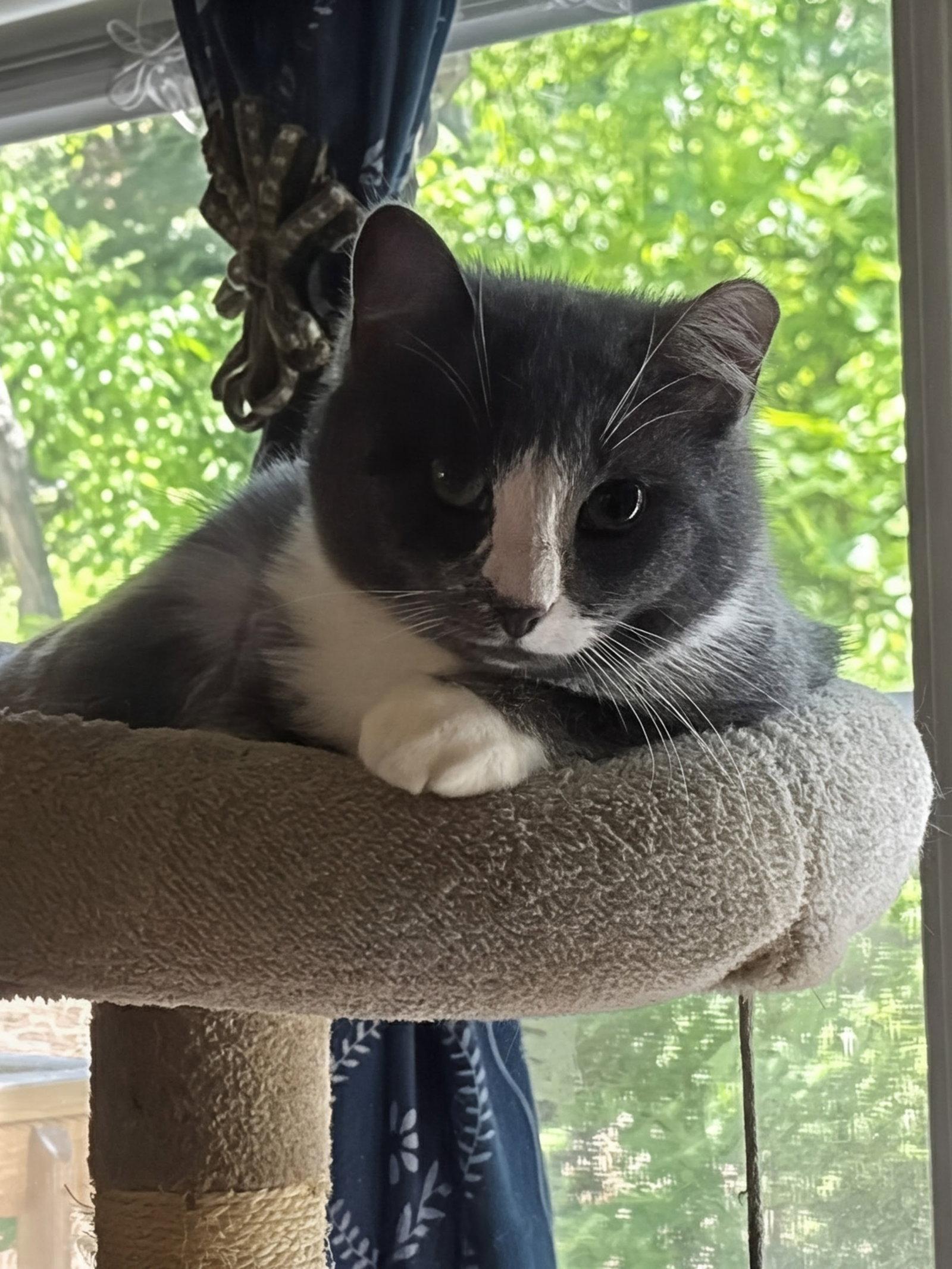 Nova, a Adoptable Domestic Short Hair in Maggie Valley, NC image 1/3