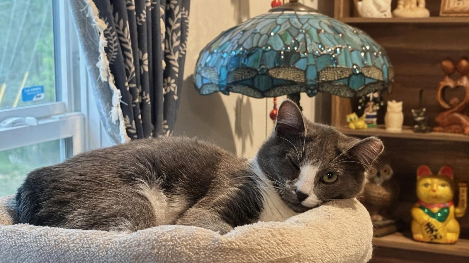 Nova, a Adoptable Domestic Short Hair in Maggie Valley, NC image 2/3