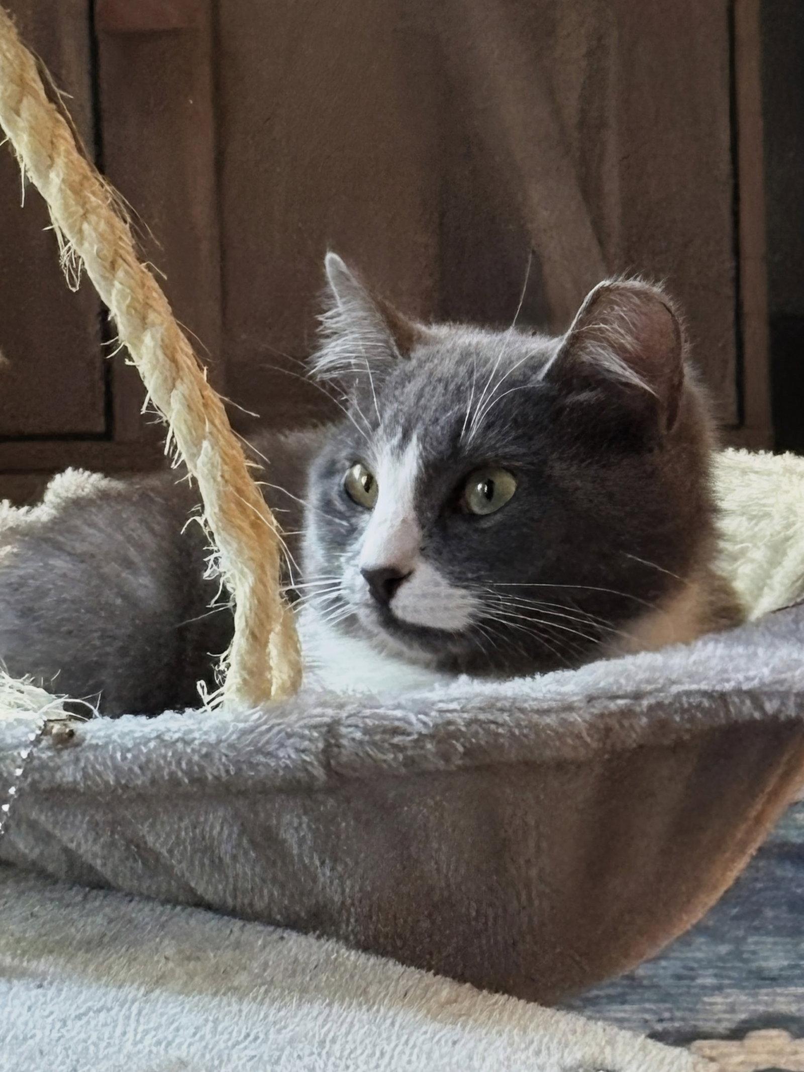 Nova, a Adoptable Domestic Short Hair in Maggie Valley, NC image 3/3