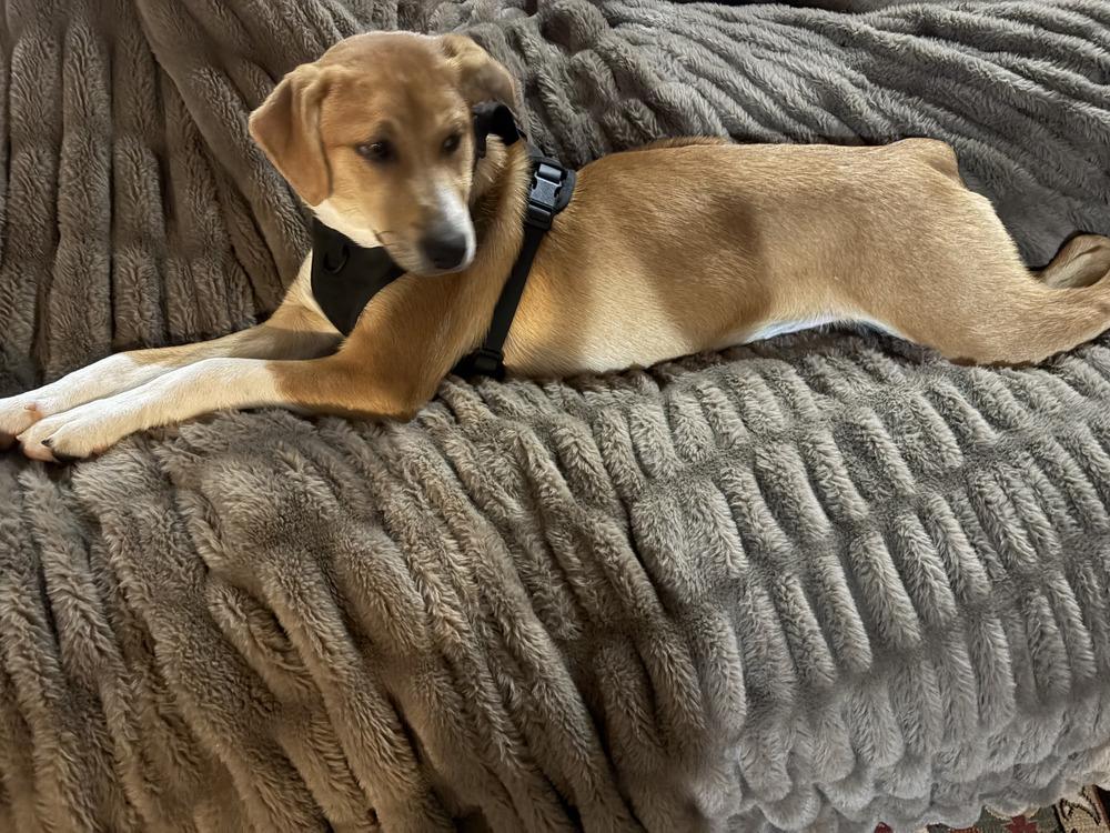 Kato, a Adoptable mixed breed in Loveland, OH image 2/5
