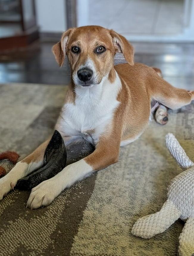 Kato, a Adoptable mixed breed in Loveland, OH image 3/5