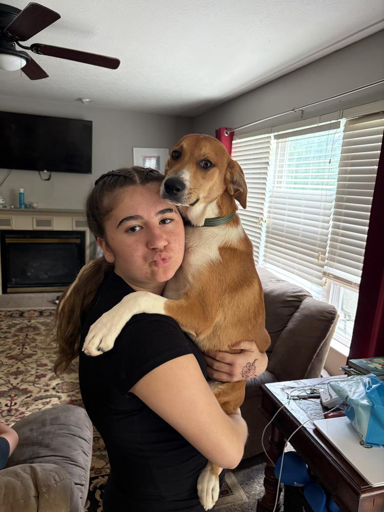 Kato, a Adoptable mixed breed in Loveland, OH image 4/5