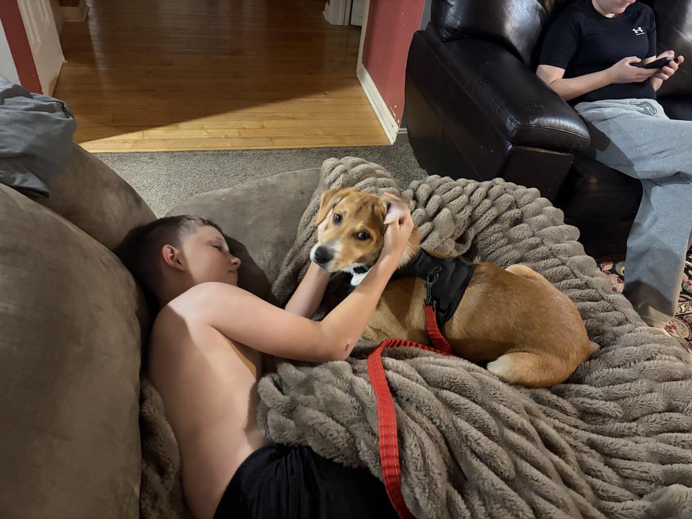Kato, a Adoptable mixed breed in Loveland, OH image 5/5
