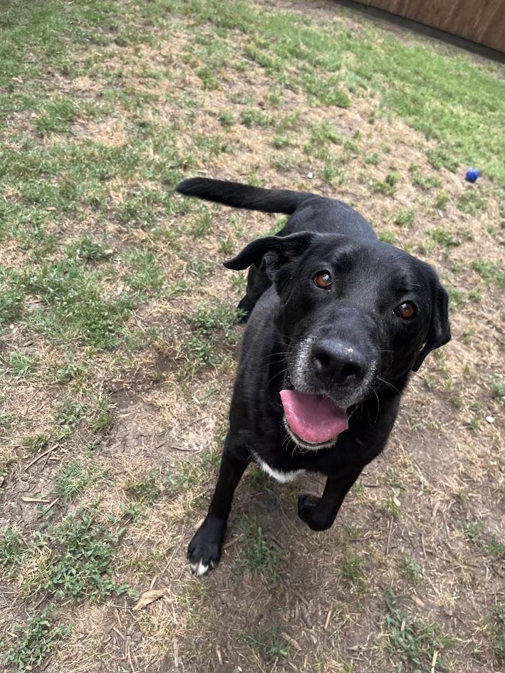 Enlarge Rocky A210796, an adoptable mixed breed in Plano, TX image 2/6