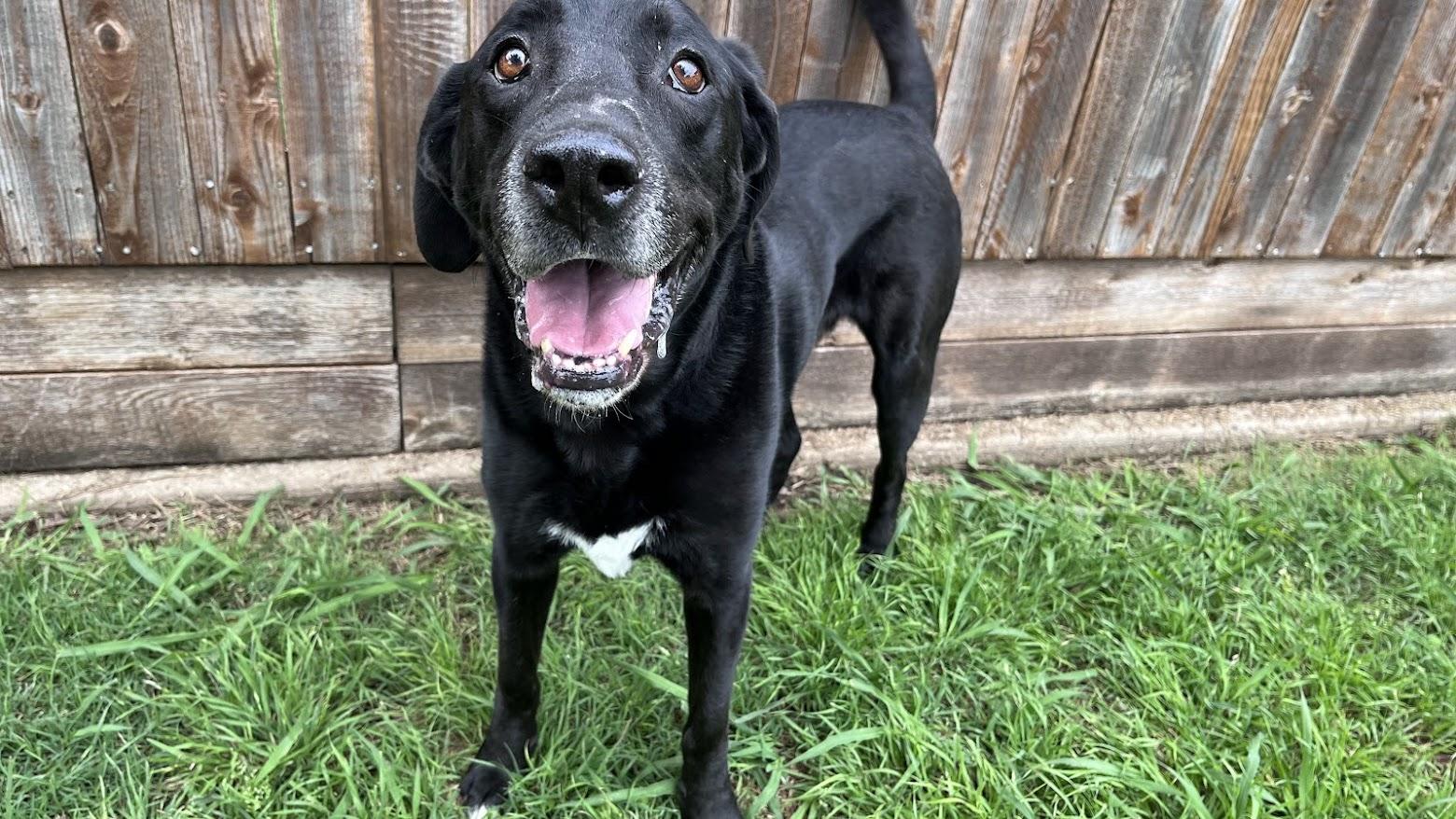 Enlarge Rocky A210796, an adoptable mixed breed in Plano, TX image 5/6