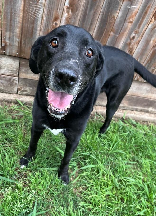 Enlarge Rocky A210796, an adoptable mixed breed in Plano, TX image 1/6