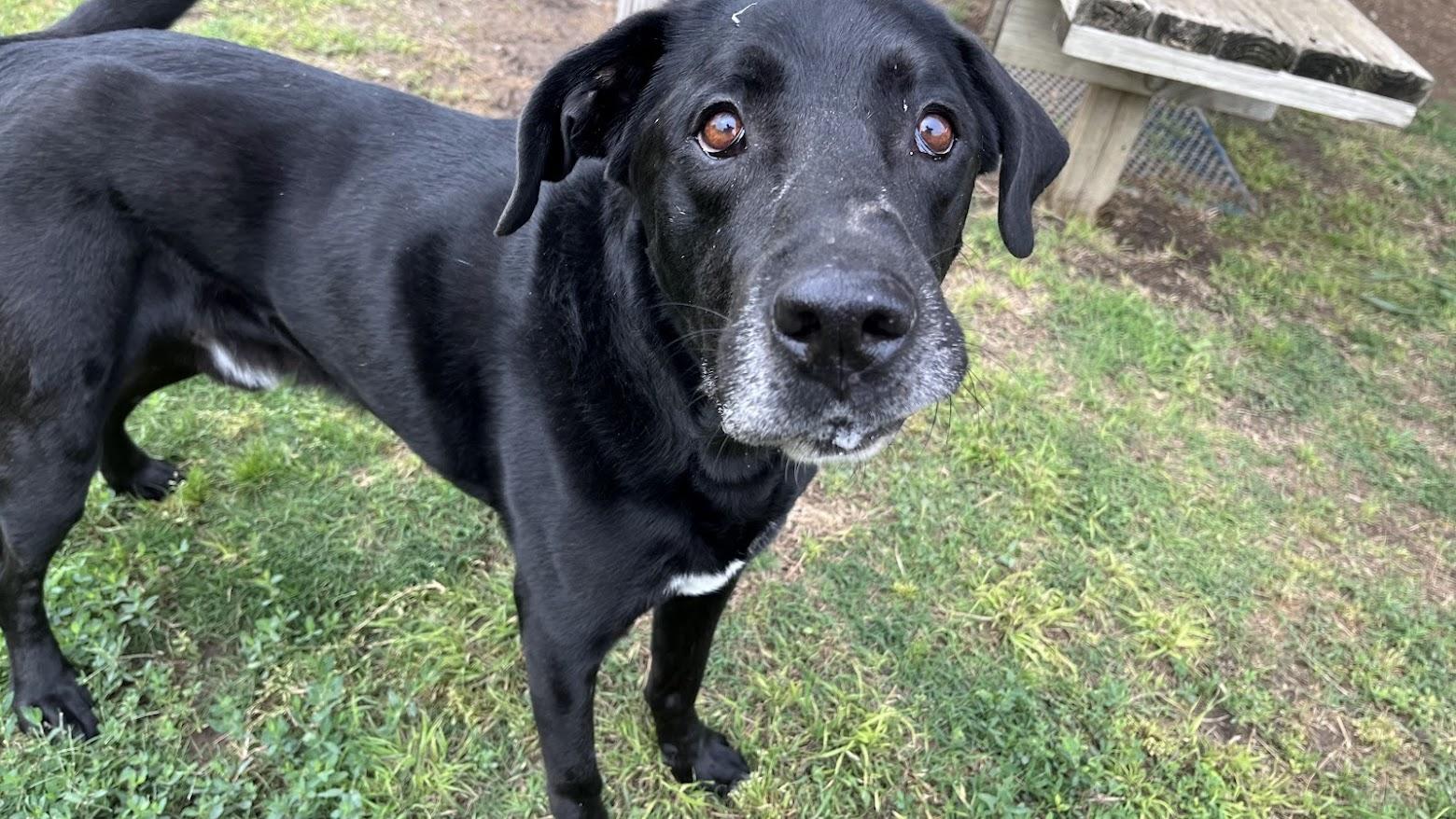 Enlarge Rocky A210796, an adoptable mixed breed in Plano, TX image 6/6