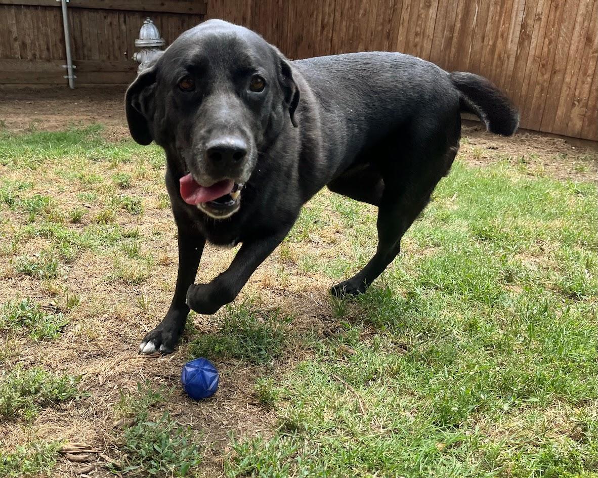 Enlarge Rocky A210796, an adoptable mixed breed in Plano, TX image 3/6