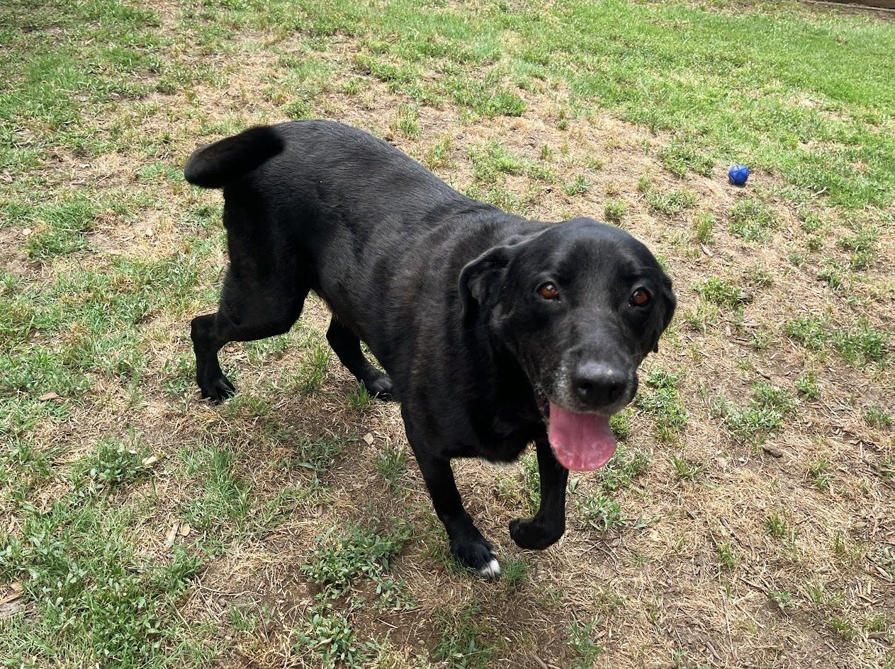 Enlarge Rocky A210796, an adoptable mixed breed in Plano, TX image 4/6