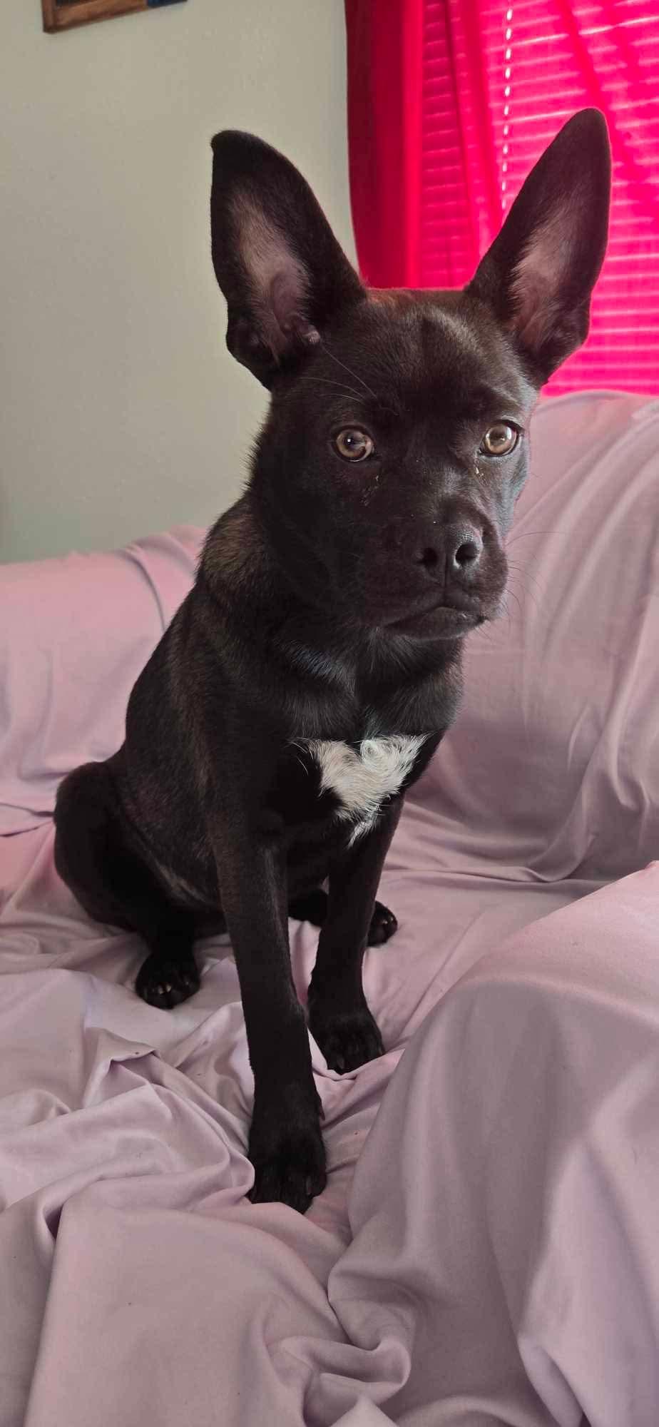 Enlarge Ace, a ADOPTABLE mixed breed in Sawyer, ND image 4/6