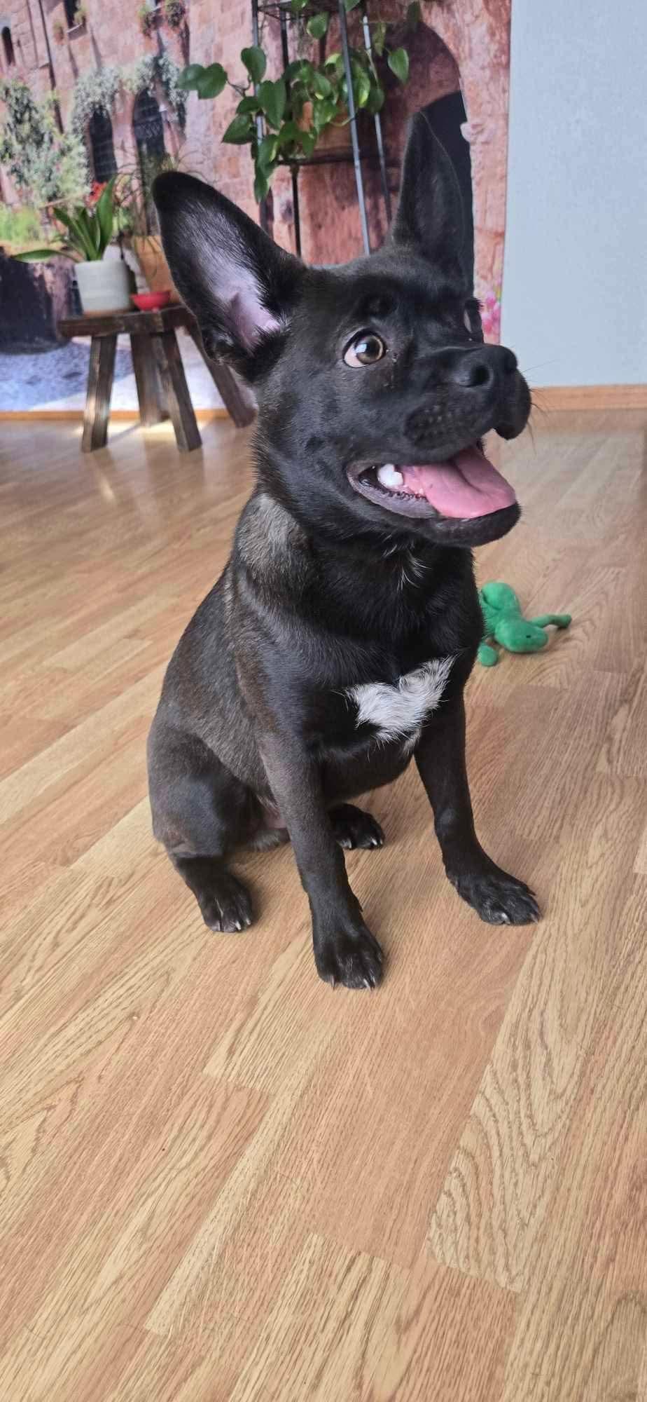 Enlarge Ace, a ADOPTABLE mixed breed in Sawyer, ND image 6/6