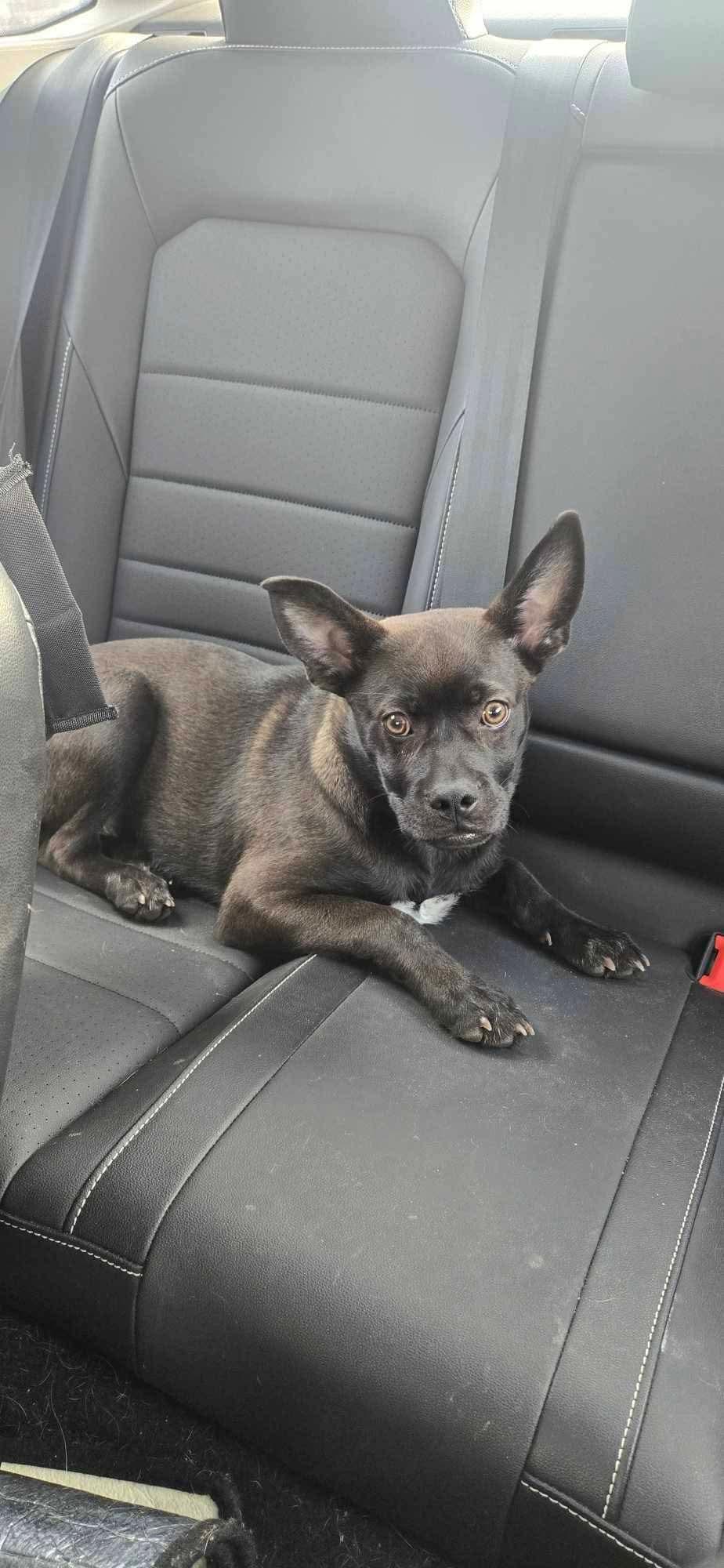 Enlarge Ace, a ADOPTABLE mixed breed in Sawyer, ND image 5/6